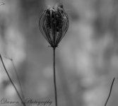 DSC7160-L.jpg