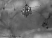 DSC7142-L.jpg