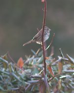 bird-1.jpg