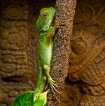 DSC_1580-1-1.jpg