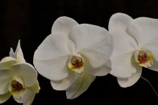 White Orchid.jpg