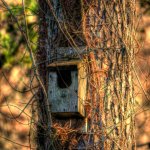 birdhouse-1.jpg