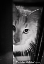 _DSC0451-Edit-Edit.jpg