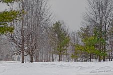 winter still.jpg