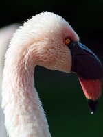 flamingo.jpg