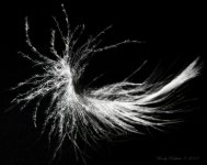 FeatherLightDay31.jpg
