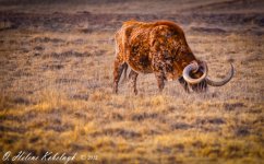 _SSC0314-Edit.jpg