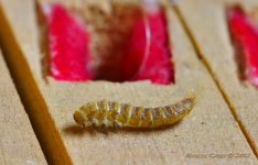 dead bug on piano key.jpg