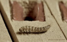 dead bug copy sepia.jpg