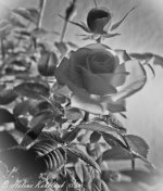 _SSC0166-EditBW-2-Edit.jpg