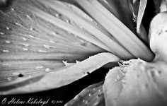 _SSC0174-Edit.jpg