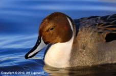 Pintail-Portrait.jpg