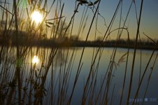 06-cattails.jpg