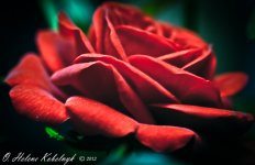 _SSC0184-Edit.jpg