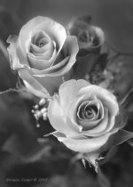 B&W roses.jpg