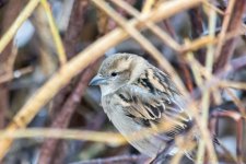 DSC_7551.jpg