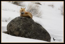 Day 52 fox.jpg