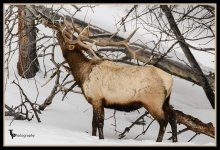 Bull Elk . day 52.jpg
