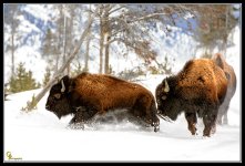 Day52BullsRunning.jpg