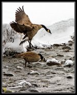 Day52Geese.jpg