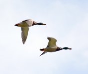 Ducks.jpg