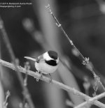 053 Chickadee-140222_01.jpg