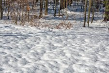 DSC_7565-Edit.jpg