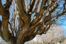 Tree (1 of 1).jpg