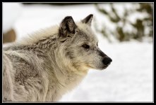 Day53Wolf1.jpg
