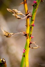 Day53-6.jpg