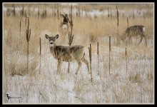 Day 53 Deer.jpg