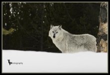 Day 53 Wolf Pic.jpg