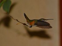 Hummer2.jpg