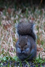 Nikonites-54-1.jpg