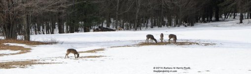 054 Deer-140223_01.jpg