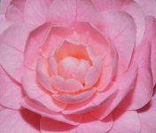 DSC_4932.jpg