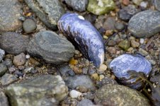 mussel shell web.jpg