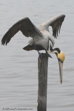 DSC_0506.jpg