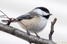 DSC_7577.jpg