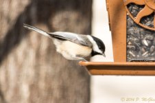 DSC_7585.jpg