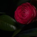 Nikonites-55-1.jpg