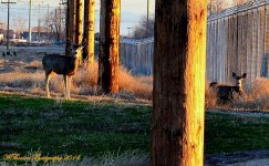 Deer at Sunset.jpg