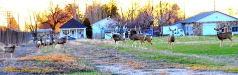Ten Deer at Sunset.jpg