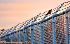 Robin on Barbed Wire.jpg
