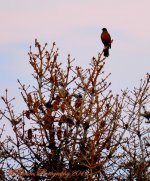 Robin in the top of a Pine.jpg