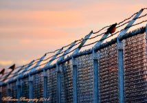 Three Robin's on Barbed Wire.jpg