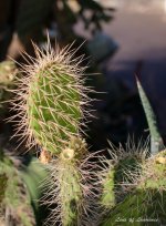 Prickly subject 1 LOL.jpg