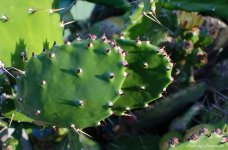 Prickly subject 3 LOL.jpg