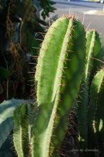 Prickly subject 4 LOL.jpg