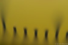 1.4tc + 90mm + 505.jpg